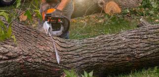 How Our Tree Care Process Works  in  Ellettsville, IN